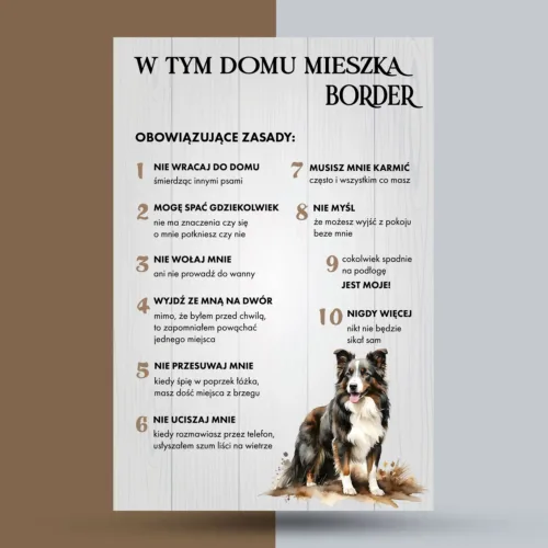 border collie